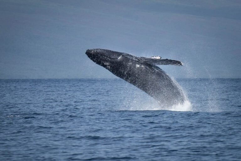 whatsapp image 2025 09 30 at 04.31.35